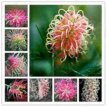 Mixed Grevillea Flower seeds for Planting - Sun Loving, Heirloom & GMO Free Seeds for Home Garden
Sale seeds for planting in home garden