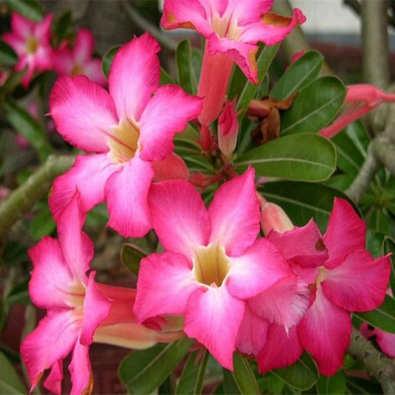 Wüstenrose Flower seeds for Planting - Seasonal Bloomer, Heirloom & GMO Free Seeds for Home Garden