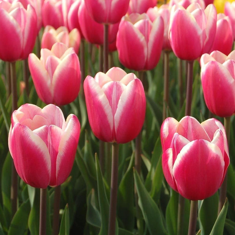 Pink White Tulip Flower seeds for Planting - Fragrant Blossoms, Heirloom & GMO Free Seeds for Home Garden
Sale seeds for home garden