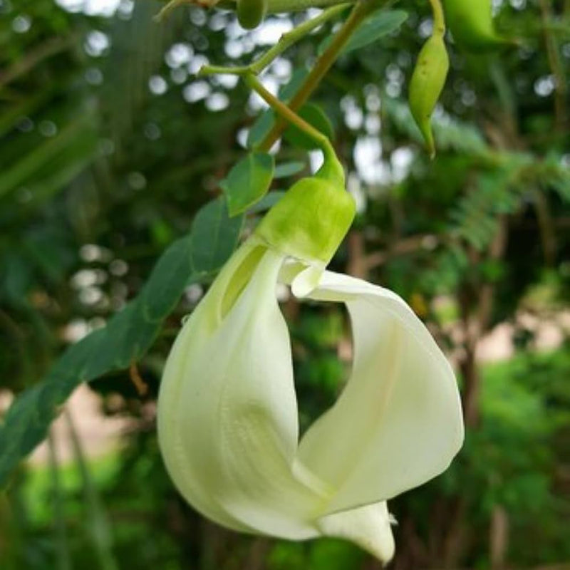 Heron Flower seeds for Planting - Long Bloom Season, Heirloom & GMO Free Seeds for Home Garden
Sale seeds for home garden
