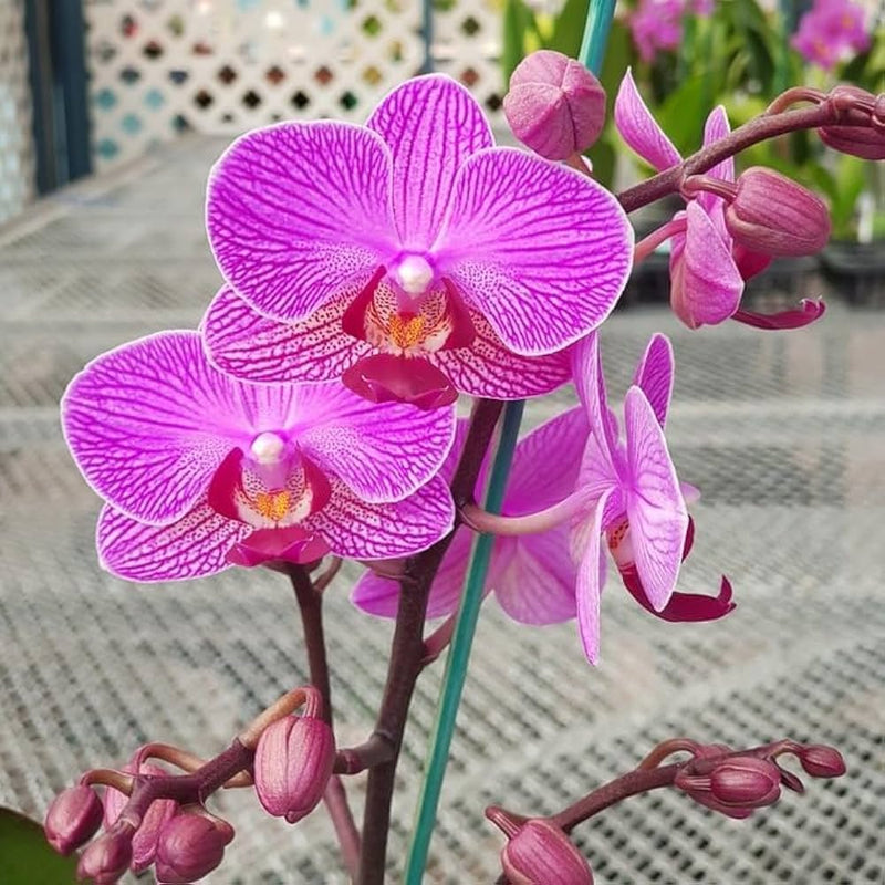 Phalaenopsis Orchid Flower seeds for Planting Cut Flower Favorite Heirloom & GMO Free Seeds for Home Garden