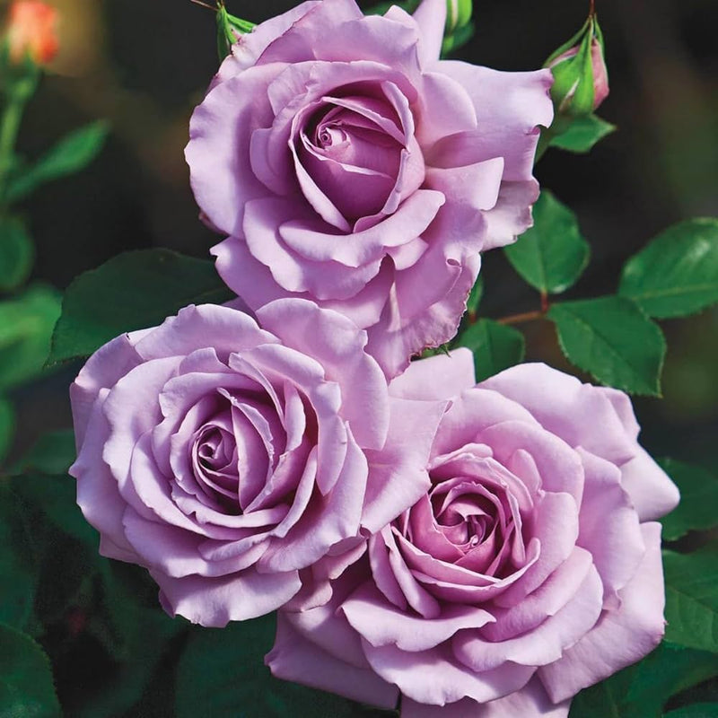 Lavender Rose Flower seeds for Planting Shade Tolerant Heirloom & GMO Free Seeds for Home Garden