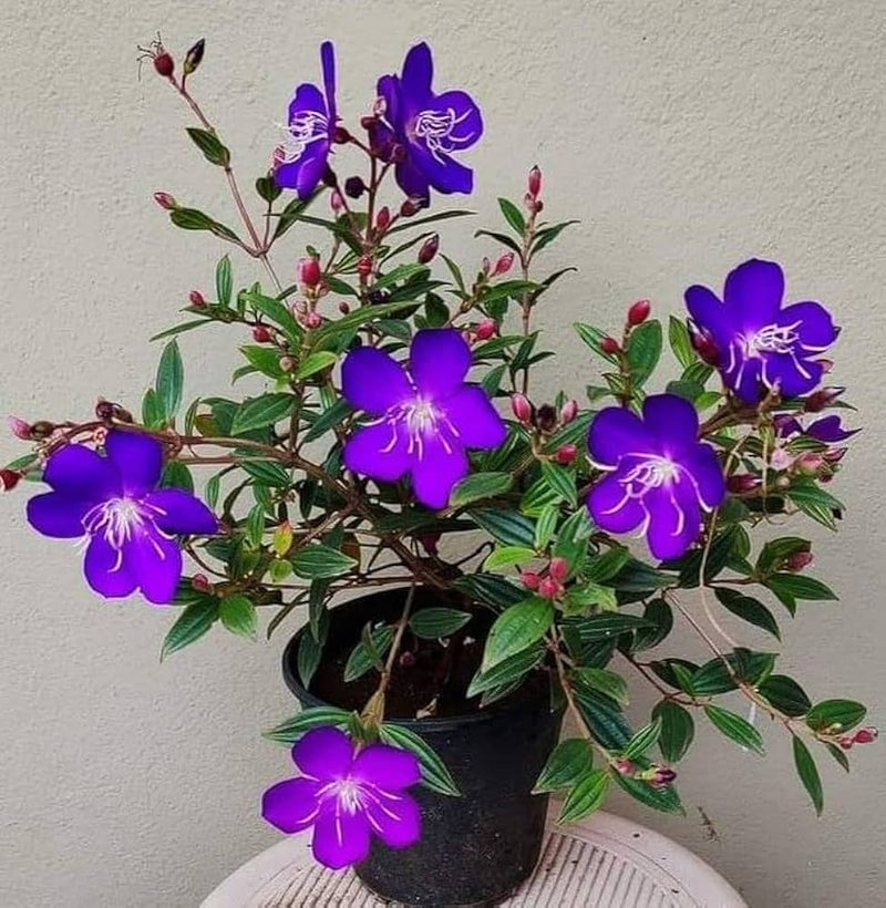 Purple Tibouchina Flower seeds for Planting - Shade Tolerant, Heirloom & GMO Free Seeds for Home Garden
Sale seeds for home garden