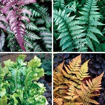 Fern Flower seeds for Planting - Long Bloom Season, Heirloom & GMO Free Seeds for Home Garden
Sale seeds for home garden