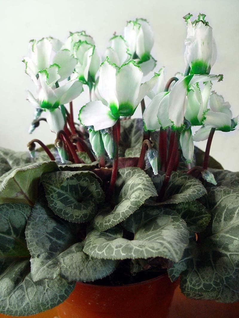 Green White Cyclamen Flower seeds for Planting - Low Maintenance, Heirloom & GMO Free Seeds for Home Garden
Sale seeds for home garden