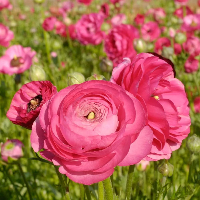 Baby Pink Ranunculus Flower seeds for Planting Cottage Garden Essential Heirloom & GMO Free Seeds for Home Garden