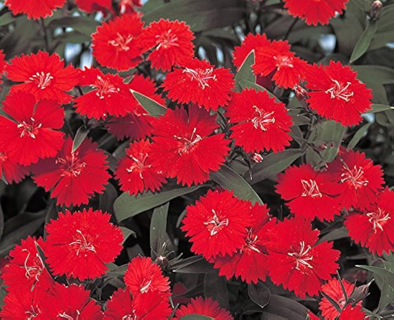 Burgundy Dianthus Flower seeds for Planting - Cut Flower Favorite, Heirloom & GMO Free Seeds for Home Garden
Sale for planting in home garden.
