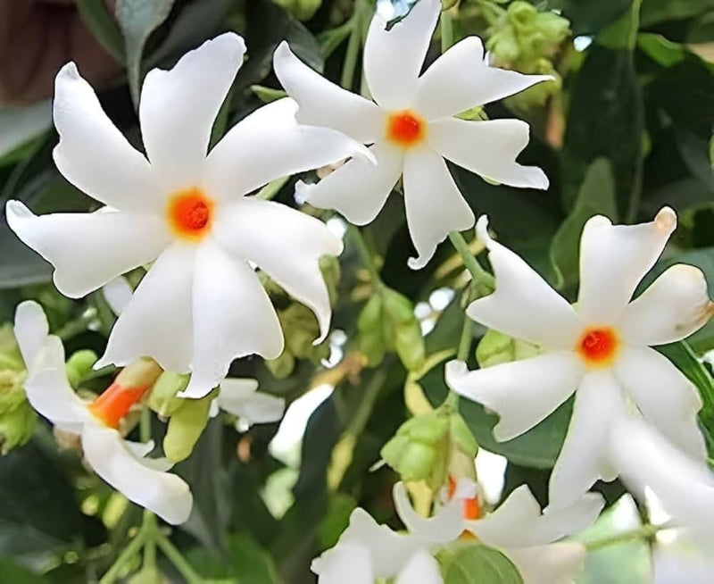 Coral Jasmine Flower Planting Seeds for Vibrant Garden Blooms