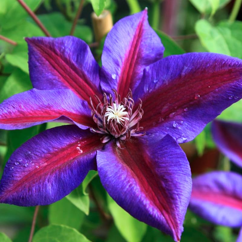 Red Purple Clematis Flower seeds for Planting - Low Maintenance, Heirloom & GMO Free Seeds for Home Garden