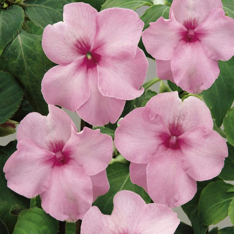 Impatiens Flower seeds for Planting - Vibrant Colors, Heirloom & GMO Free Seeds for Home Garden
Sale for planting in home garden.