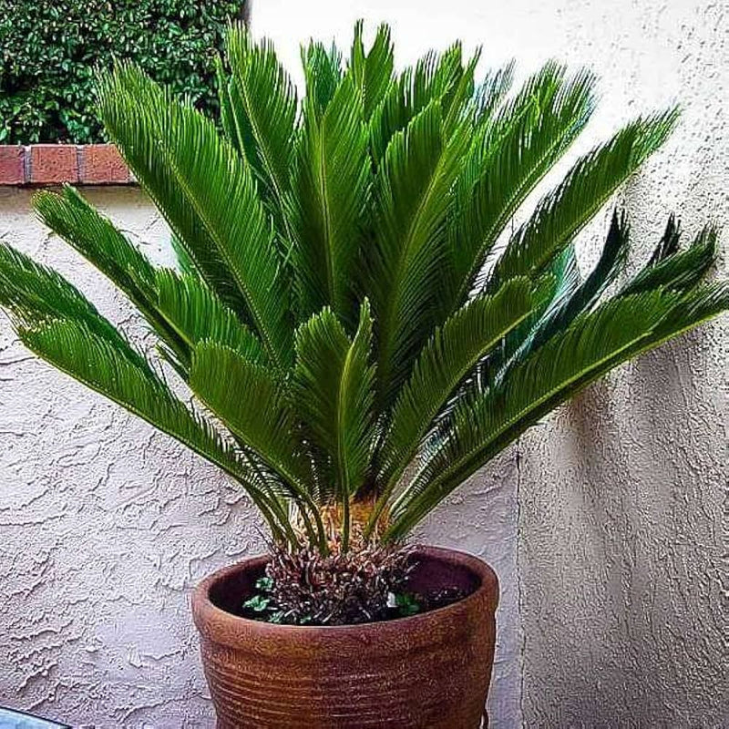 Cycas Flower seeds for Planting - Premium Quality, Heirloom & GMO Free Seeds for Home Garden
Sale seeds for planting in home garden