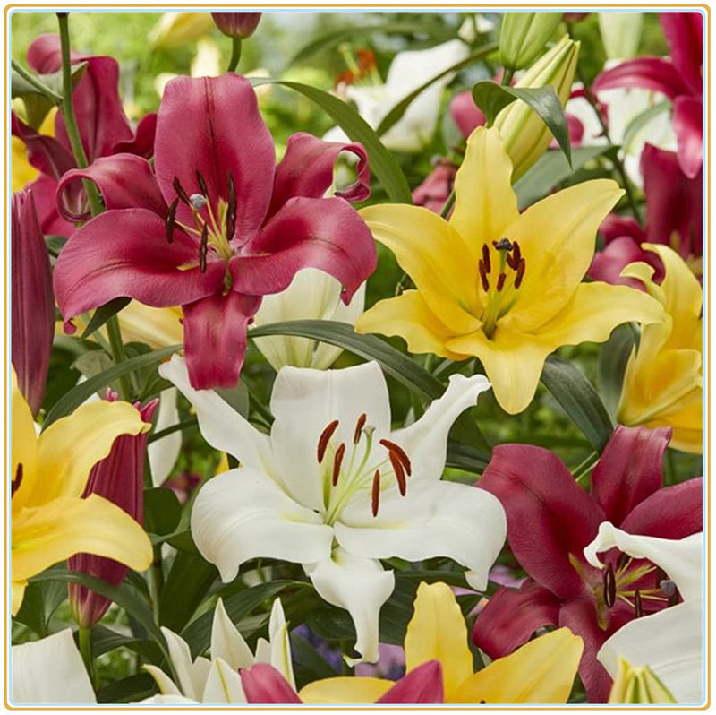 Mixed Di Giglio Flower seeds for Planting - Easy to Grow, Heirloom & GMO Free Seeds for Home Garden
Sale seeds for home garden