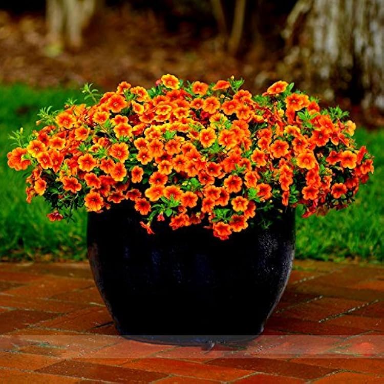 Orange Calibrachoa Flower seeds for Planting - Hardy Variety, Heirloom & GMO Free Seeds for Home Garden
