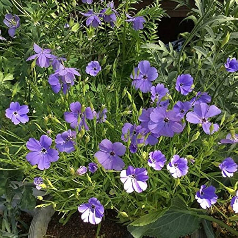Blue Oculata Flower seeds for Planting - Bright Blooms, Heirloom & GMO Free Seeds for Home Garden
Sale seeds for home garden