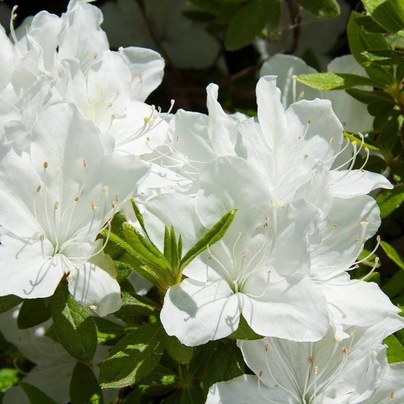 White Azalea Tree Seeds for Beautiful Garden Planting - Seeds for Stunning Blossoms and Outdoor Charm