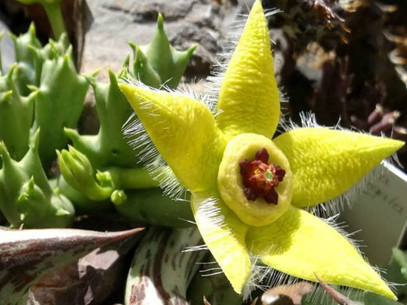 Stapelia Pulchella Flower seeds for Planting Colorful Display Heirloom & GMO Free Seeds for Home Garden
