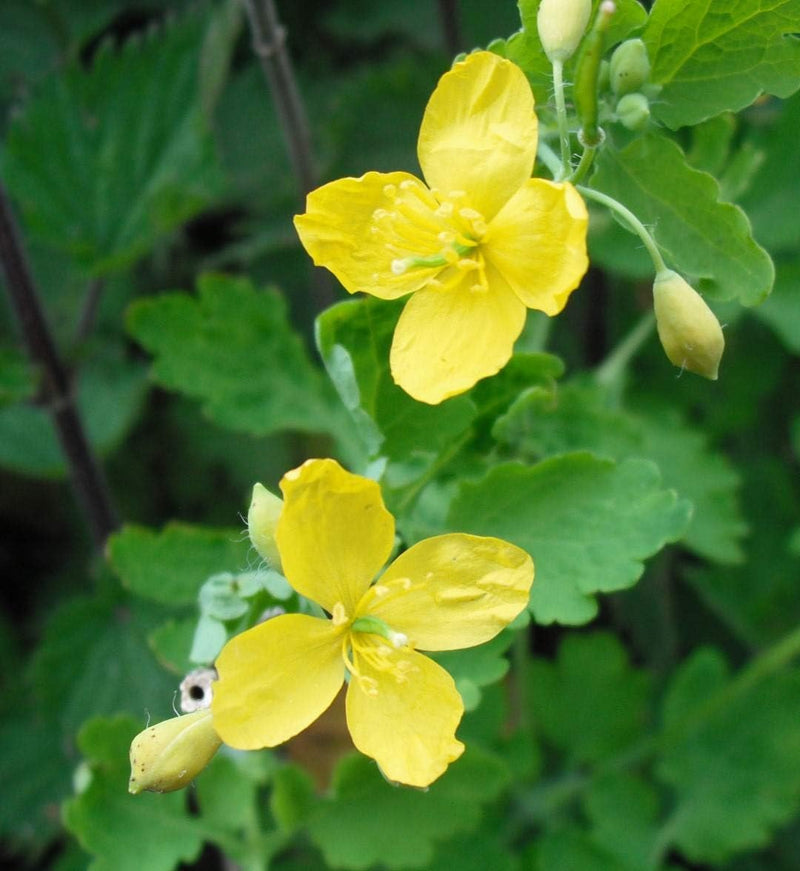 Chelidonium Celandine Flower seeds for Planting - Pollinator Friendly, Heirloom & GMO Free Seeds for Home Garden
Sale for planting in home garden