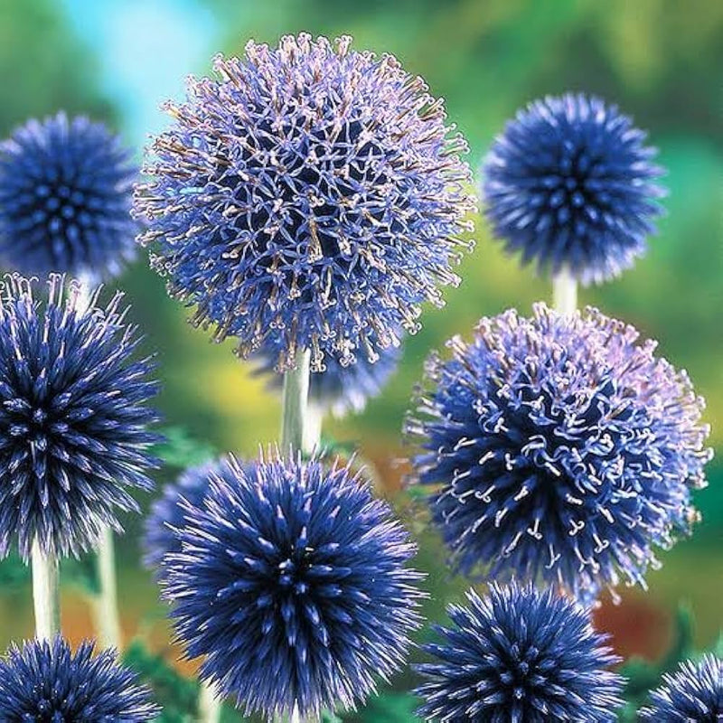Blue Ritro Flower seeds for Planting - Seasonal Bloomer, Heirloom & GMO Free Seeds for Home Garden
Sale for planting in home garden.