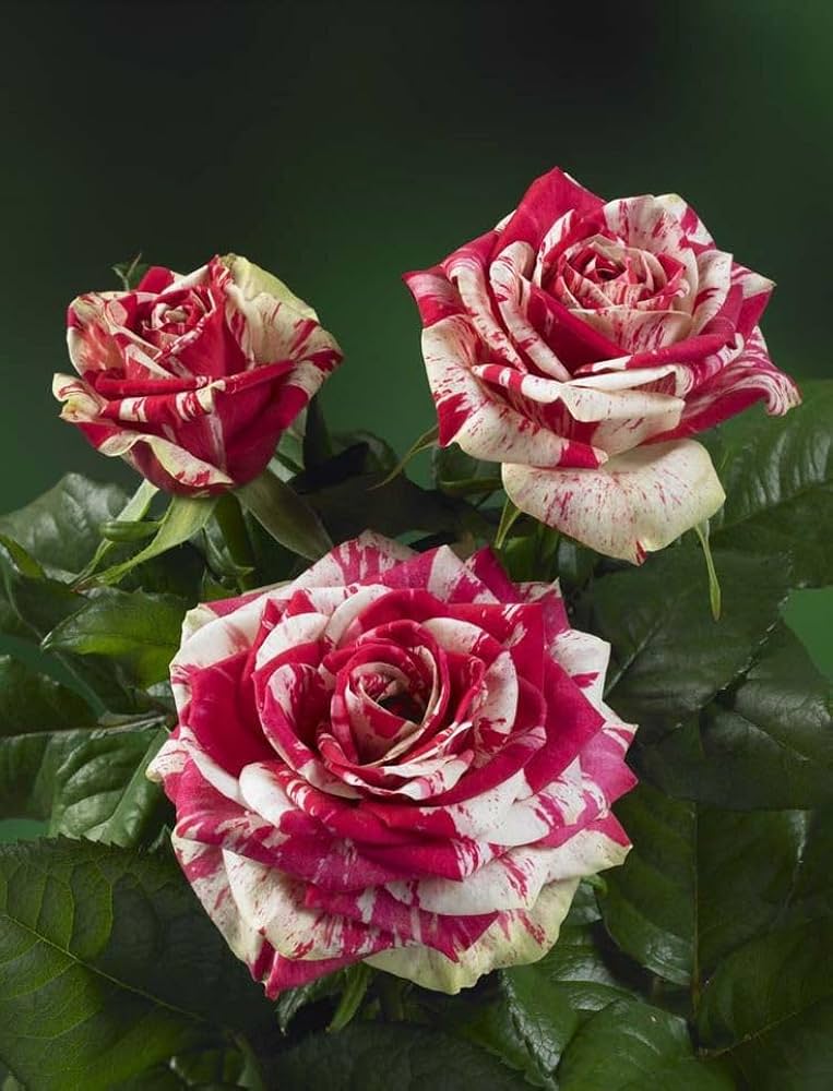 Maroon Cream Rose Flower seeds for Planting - Garden Favorite, Heirloom & GMO Free Seeds for Home Garden