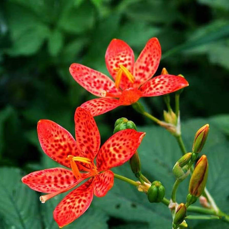 Red Leopard Flower seeds for Planting - Low Maintenance, Heirloom & GMO Free Seeds for Home Garden
Sale seeds for home garden