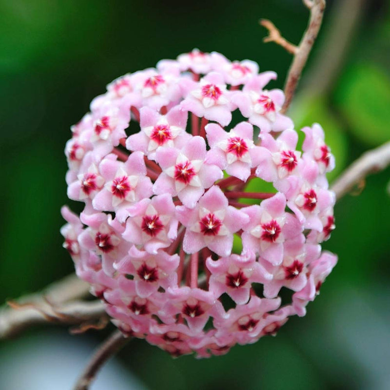 Hoya Carnosa Flower seeds for Planting - Compact Growth, Heirloom & GMO Free Seeds for Home Garden
Sale seeds for planting in home garden