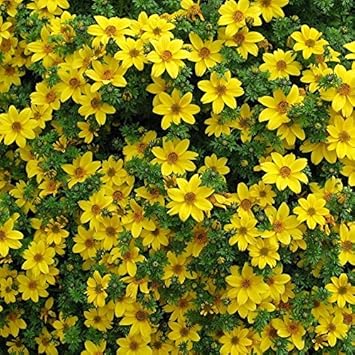 Yellow Bidens Flower seeds for Planting - Low Maintenance, Heirloom & GMO Free Seeds for Home Garden
Sale seeds for planting in home garden