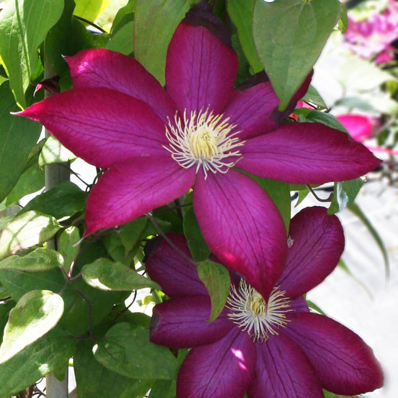 Burgundy Clematis Flower seeds for Planting - Perfect for Borders, Heirloom & GMO Free Seeds for Home Garden