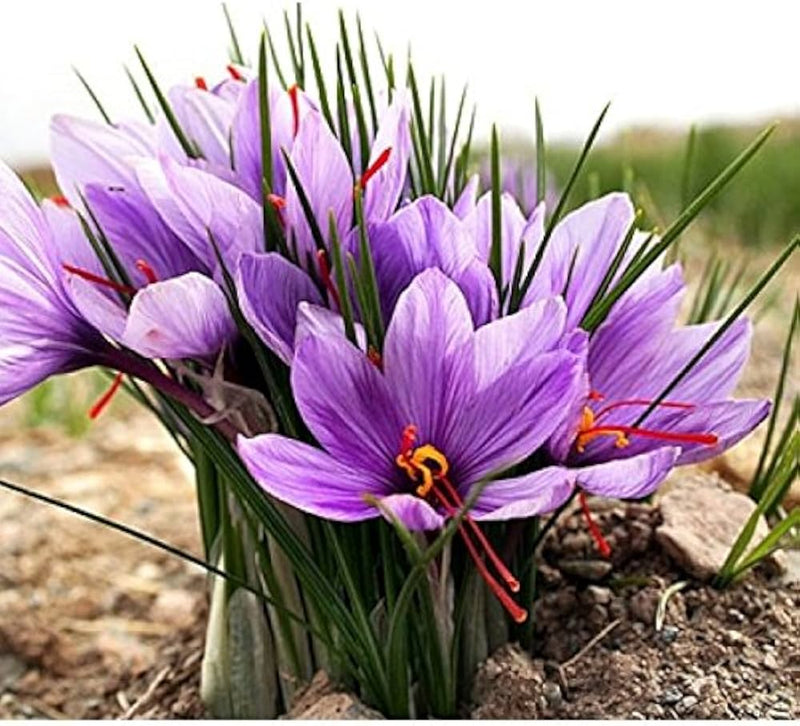 Hatsuga Saffron Crocus Mixed Flower seeds for Planting - Sun Loving, Heirloom & GMO Free Seeds for Home Garden
Sale for planting in home garden.