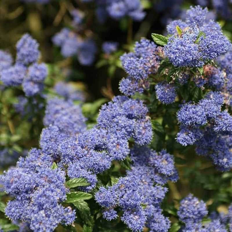 Integerrimus Flower seeds for Planting - Fragrant Blossoms, Heirloom & GMO Free Seeds for Home Garden
