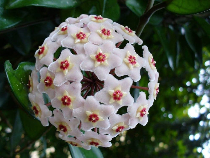 Hoya Flower seeds for Planting, Long Bloom Season Heirloom & GMO Free Seeds for Home Garden
