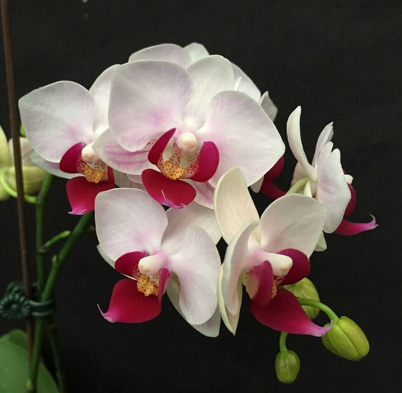 Phalaenopsis White Pink Flower seeds for Planting - Wildflower Mix, Heirloom & GMO Free Seeds for Home Garden
Sale for planting in home garden.