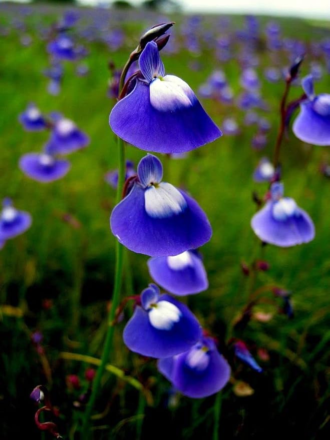 Blue Bladderwort Flower seeds for Planting - Low Maintenance, Heirloom & GMO Free Seeds for Home Garden
Sale seeds for home garden
