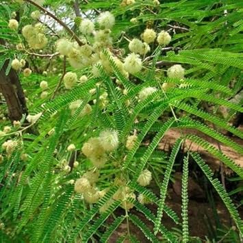Green Desert Fern Flower seeds for Planting - Compact Growth, Heirloom & GMO Free Seeds for Home Garden
Sale for planting in home garden.