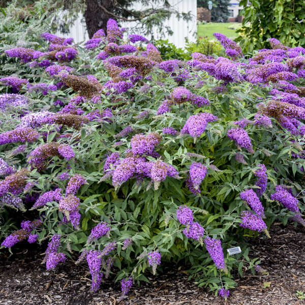 Purple Buddleja Flower seeds for Planting - Pollinator Friendly, Heirloom & GMO Free Seeds for Home Garden