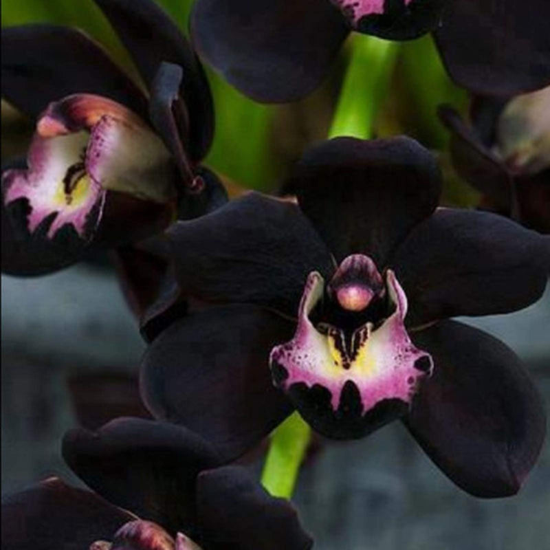 Black Cymbidium Orchid Flower seeds for Planting - Bright Blooms, Heirloom & GMO Free Seeds for Home Garden