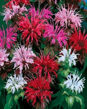 Mixed Panorama Flower seeds for Planting - Fragrant Blossoms, Heirloom & GMO Free Seeds for Home Garden
Sale for planting in home garden
