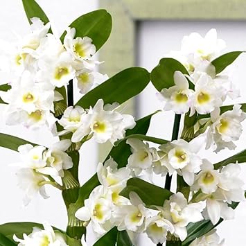 White Dendrobium Flower seeds for Planting - Easy to Grow, Heirloom & GMO Free Seeds for Home Garden
Sale seeds for home garden