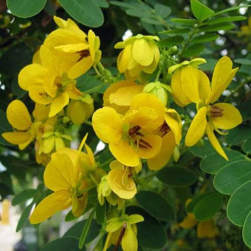 Green Semen Cassiae Flower seeds for Planting - Seasonal Bloomer, Heirloom & GMO Free Seeds for Home Garden