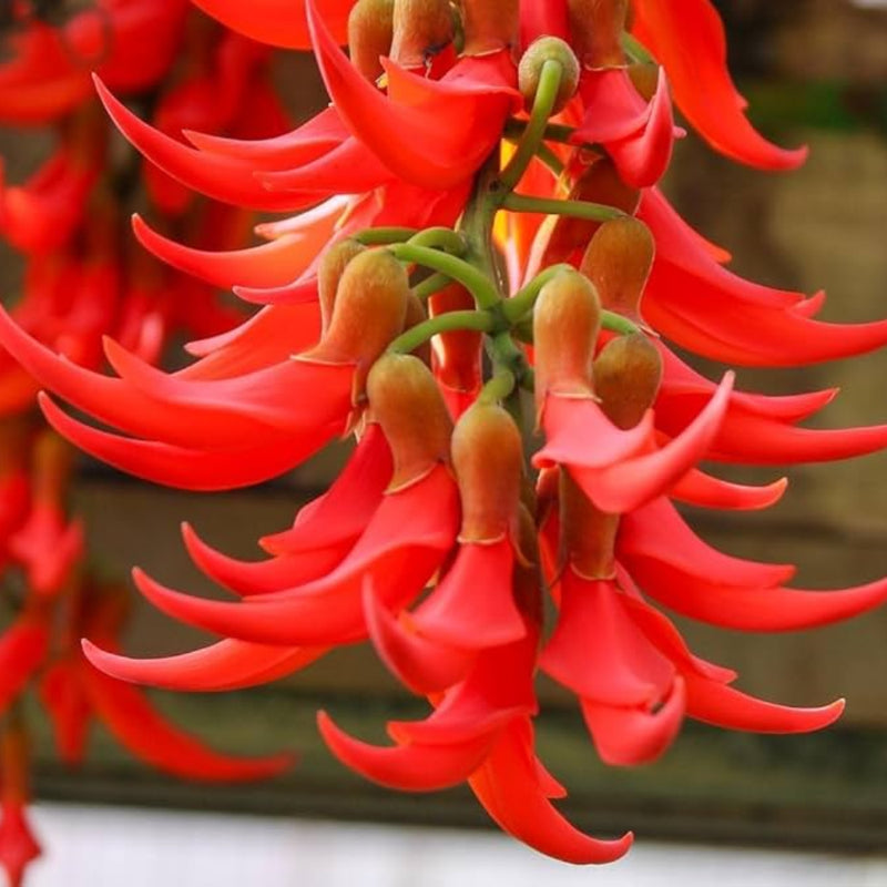 Red Jade Vine (Mucuna Bennettii) Flower seeds for Planting - Pollinator Friendly, Heirloom & GMO Free Seeds for Home Garden
