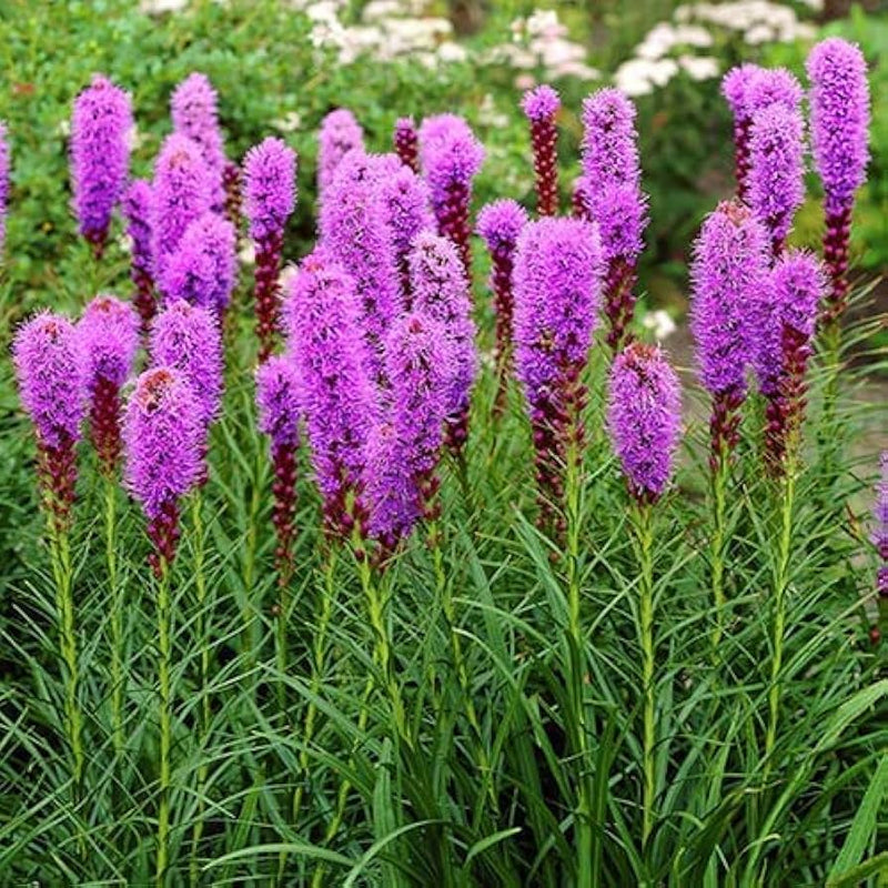 Purple Liatris Flower seeds for Planting - Colorful Display, Heirloom & GMO Free Seeds for Home Garden