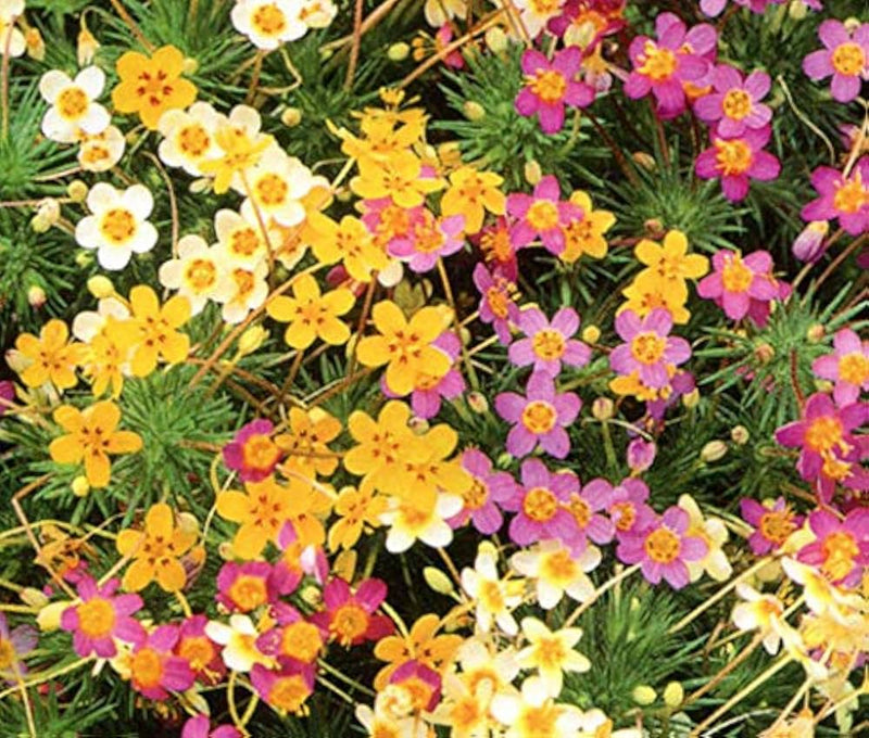 Mix Leptosiphon Flower seeds for Planting - Low Maintenance, Heirloom & GMO Free Seeds for Home Garden