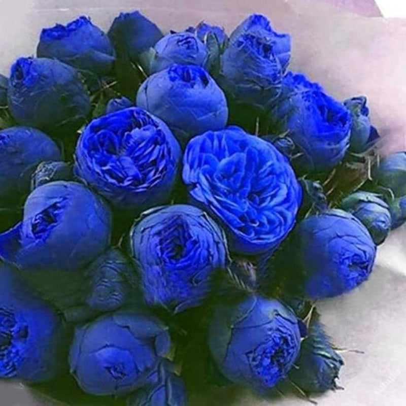 Blue Ranunculus Flower seeds for Planting - Cottage Garden Essential, Heirloom & GMO Free Seeds for Home Garden
Sale for planting in home garden.