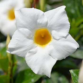 White Mandevilla Flower seeds for Planting Cottage Garden Essential Heirloom & GMO Free Seeds for Home Garden