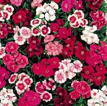 Mixed Dianthus Telstar Flower seeds for Planting - Colorful Display, Heirloom & GMO Free Seeds for Home Garden
Sale seeds for home garden