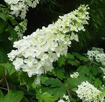 Quercifolia Flower seeds for Planting - Garden Favorite, Heirloom & GMO Free Seeds for Home Garden
Sale for planting in home garden
