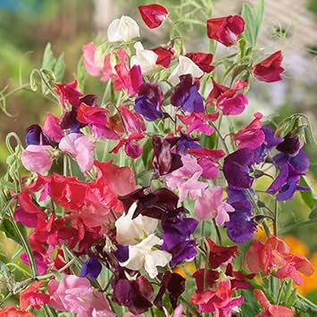 Pea Flower seeds for Planting Bright Blooms Heirloom & GMO Free Seeds for Home Garden
Sale for planting in home garden