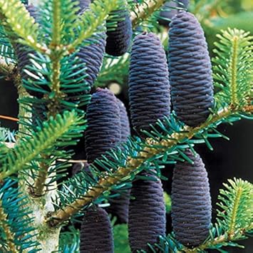Violet Abies Flower seeds for Planting - Colorful Display, Heirloom & GMO Free Seeds for Home Garden
Sale for planting in home garden