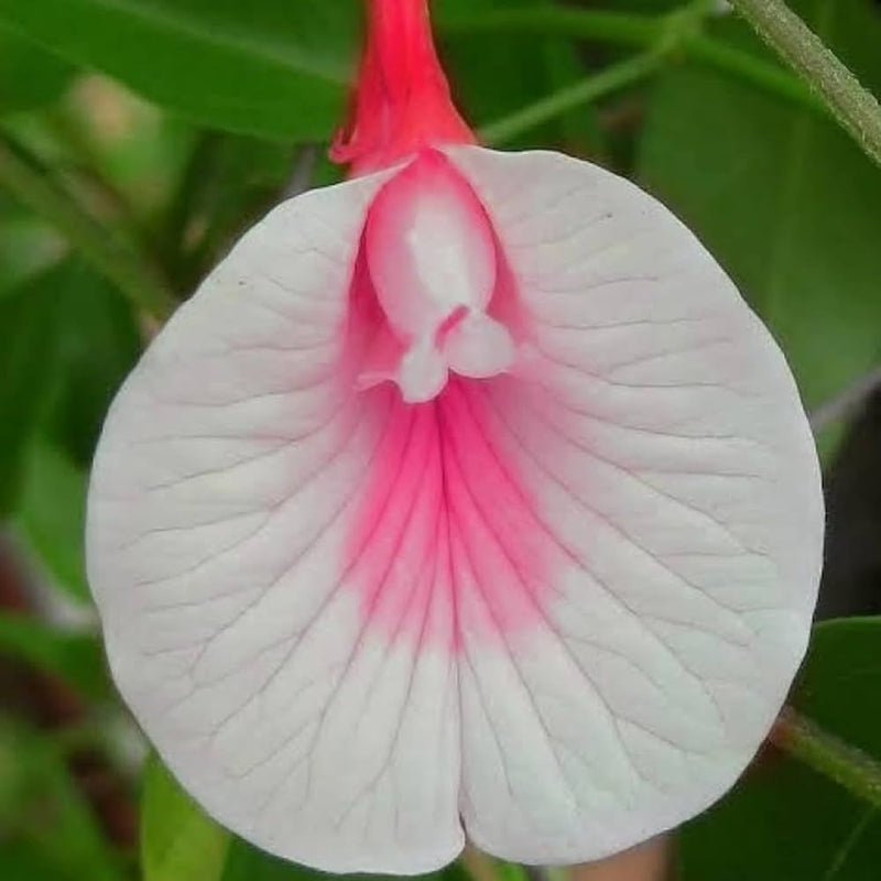 White Pink Cattleya Hybrida Flower seeds for Planting - Long Bloom Season, Heirloom & GMO Free Seeds for Home Garden
Sale seeds for home garden
