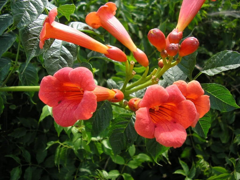 Enredadera Trompetan Flower seeds for Planting - Shade Tolerant, Heirloom & GMO Free Seeds for Home Garden
Sale seeds for planting in home garden