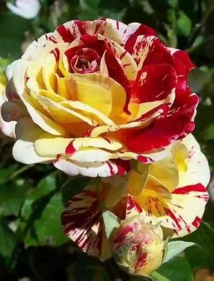 Multi Rose Flower seeds for Planting - Perfect for Borders, Heirloom & GMO Free Seeds for Home Garden S